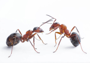 ants-pest